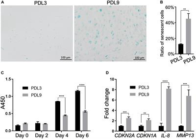 Senolytic Peptide FOXO4-DRI Selectively Removes Senescent Cells From in vitro Expanded Human Chondrocytes